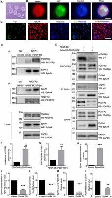 The Interaction of EphA4 With PDGFRβ Regulates Proliferation and Neuronal Differentiation of Neural Progenitor Cells in vitro and Promotes Neurogenesis in vivo